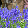 75 ROYAL BLUE SPEEDWELL Veronica Austriaca Teucrium Flower Seeds