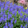 75 ROYAL BLUE SPEEDWELL Veronica Austriaca Teucrium Flower Seeds