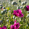 1000 PEPPERBOX POPPY MIX Papaver Somniferum Mixed Colors Red Violet Flower Seeds