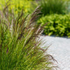 200 TUFTED HAIRGRASS Tussock Grass Deschampsia Cespitosa Moist Ornamental Native Seeds