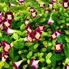 10 KAUAI MIX TORENIA Fournieri Sun or Shade Wishbone Flower Seeds - Mixed Colors 2 Tone Blue Red Pink