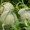 200 IROQUOIS CANTALOUPE Melon Fruit Cucumis Melo Seeds