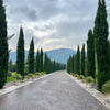 20 MEDITERRANEAN CYPRESS TREE Italian Pencil Pine Cedar Cupressus Sempervirens Stricta Seeds