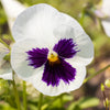 50 WHITE & PURPLE PANSY Swiss Giant Violet Viola Wittrockiana Flower Seeds