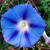75 Blue STAR MORNING GLORY Ipomoea Tricolor Flower Vine Seeds