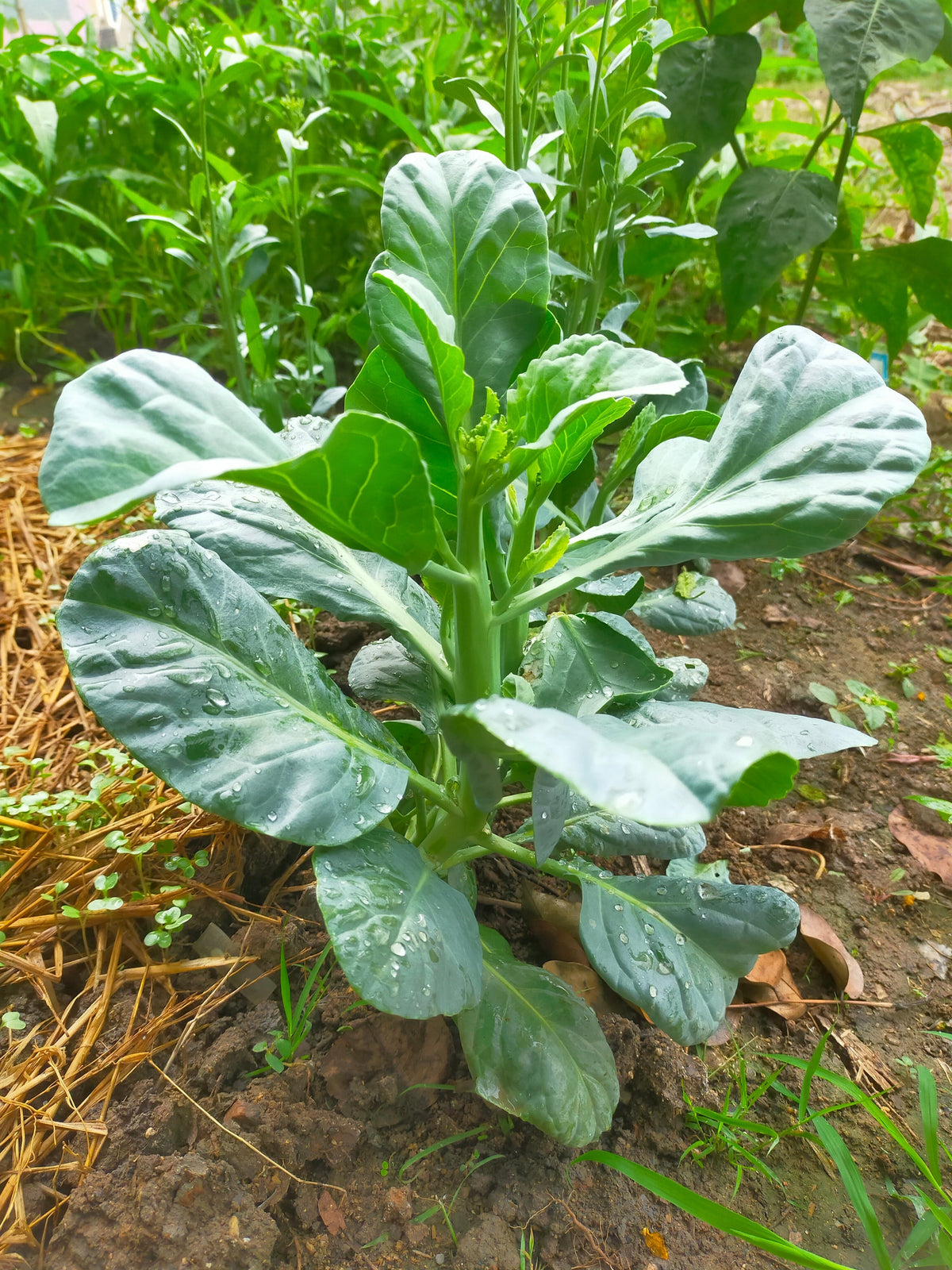 Hanover Salad Spring Kale Smooth Siberian Brassica Napus Vegetable Seeds