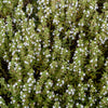 150 Creeping WINTER SAVORY Satureja Montana Herb Pink Flower Seeds
