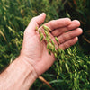 200 ORGANIC OAT Oats Avena Sativa Grain Vegetable Seeds