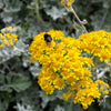 300 SILVERDUST DUSTY MILLER Cineraria Maritima Jacobaea Senecio Flower Seeds