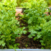 250 LEISURE CILANTRO / CORIANDER Coriandrum Sativum Herb Vegetable Seeds