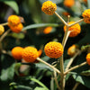 10 ORANGE BALL TREE / Golden Butterfly Bush Buddleja Globosa Shrub Flower Seeds