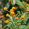 10 ORANGE BALL TREE / Golden Butterfly Bush Buddleja Globosa Shrub Flower Seeds