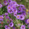 100 Purple NEW ENGLAND ASTER (Michaelmas Daisy) Aster Novae var Angliae Flower Seeds
