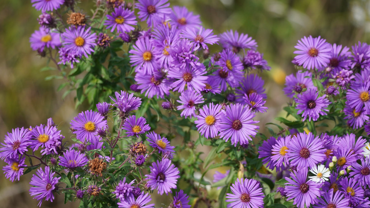 Purple New England Aster Seeds – (Michaelmas Daisy) Aster Novae var Angliae Flower – photo 2