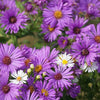 100 Purple NEW ENGLAND ASTER (Michaelmas Daisy) Aster Novae var Angliae Flower Seeds