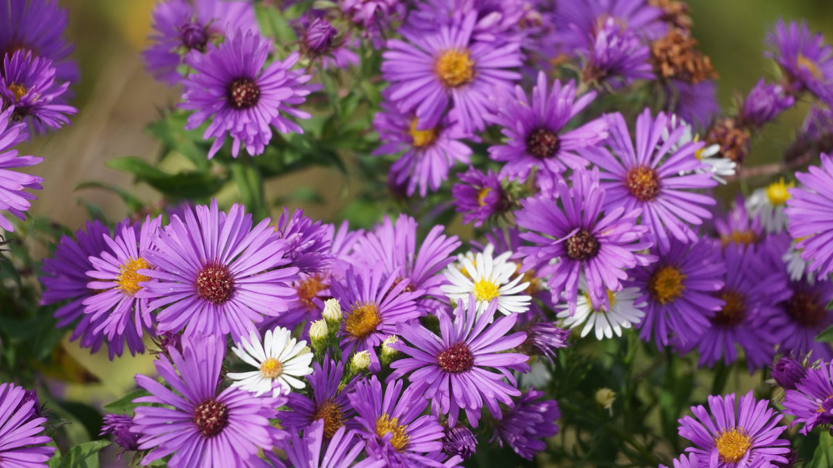 Purple New England Aster Seeds – (Michaelmas Daisy) Aster Novae var Angliae Flower – photo 4