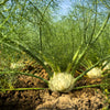 300 SWEET FLORENCE FENNEL Foeniculum Vulgare Azoricum Herb Vegetable Flower Seeds