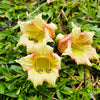 20 INDIAN TRUMPET Flower TREE (Midnight Horror / Broken Bones Plant / Tree of Damocles) Oroxylum Indicum Seeds