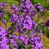 1500 DAMES ROCKET (Danask Violet) Hesperis Matronalis Dame's Purple Flower Seeds