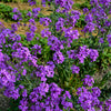 1500 DAMES ROCKET (Danask Violet) Hesperis Matronalis Dame's Purple Flower Seeds