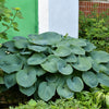 10 HOSTA ELEGANS Shade Lover Flower Seeds