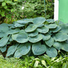10 HOSTA ELEGANS Shade Lover Flower Seeds
