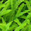 1500 Western SWORD FERN Giant Holly Swordfern Polystichum Munitum Aspidium Solitarium Spores Seeds