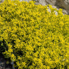 200 GOLDEN CARPET SEDUM Acre Gold Moss Stonecrop Flower Seeds