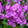 20 MEADOW PHLOX Maculata Mixed Colors Wild Sweet William Native Hummingbird Flower Seeds