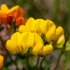 200 BIRDS FOOT TREFOIL (Birdfoot Deervetch / Cats Clover / Ground Honeysuckle) Lotus Corniculatus Fabaceae Flower Seeds