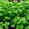 1000 CILANTRO / CORRIANDER / Chinese PARSLEY Coriandrum Sativum Herb Flower Seeds