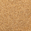 200 ORGANIC OAT Oats Avena Sativa Grain Vegetable Seeds