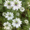 500 White LOVE IN A MIST ( Fennel Flower ) Nigella Damascena Flower Seeds