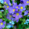 100 BLUE PEARL POLEMONIUM ( Jacobs Ladder ) Polemonium Caeruleum Flower Seeds