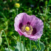 1000 LAVENDER POPPY Purple Papaver Somniferum Flower Seeds