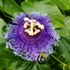 Purple Passion Flower Passion Fruit Granadilla Passiflora Incarnata Vine Seeds – photo 5