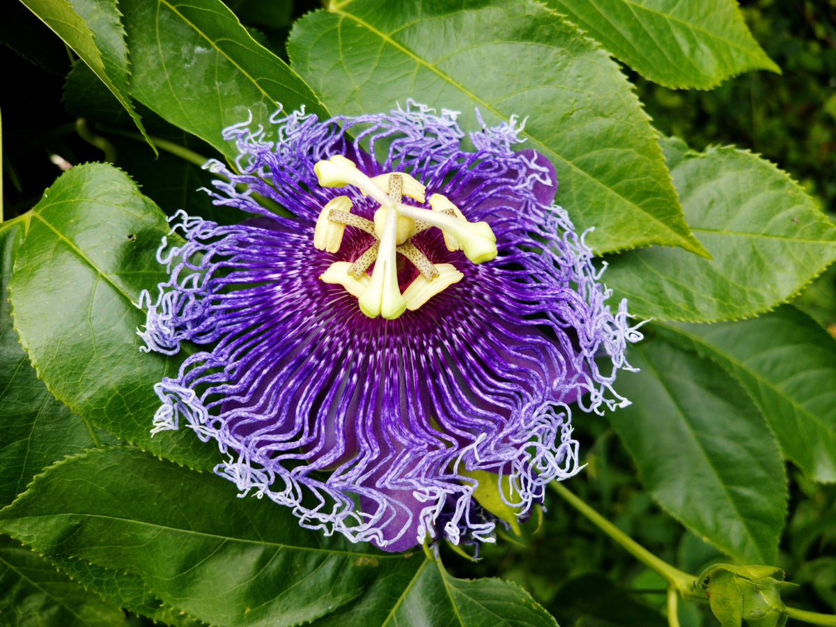 Purple Passion Flower Passion Fruit Granadilla Passiflora Incarnata Vine Seeds – photo 5