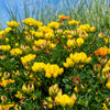 200 BIRDS FOOT TREFOIL (Birdfoot Deervetch / Cats Clover / Ground Honeysuckle) Lotus Corniculatus Fabaceae Flower Seeds