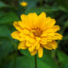 50 SUMMER SUN SUNDROPS Yellow Heliopsis Scabra False Sunflower Flower Seeds