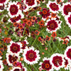 30 INCREDIBLE SWIRL COREOPSIS White & Burgundy Red Tickseed Flower Seeds