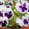 50 WHITE & PURPLE PANSY Swiss Giant Violet Viola Wittrockiana Flower Seeds