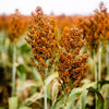 Wild Game Food Plot Sorghum Seeds –