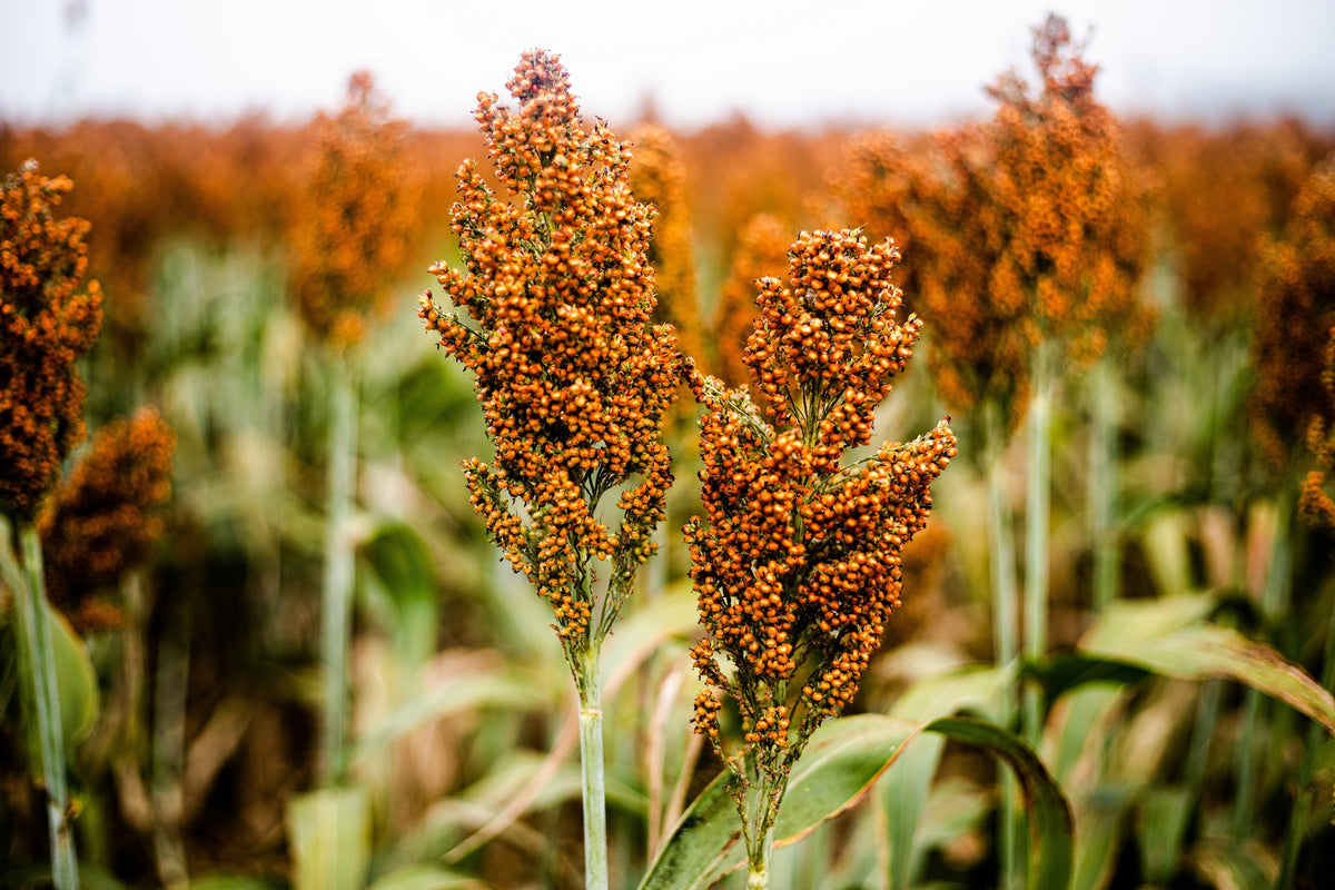 Wild Game Food Plot Sorghum Seeds –