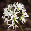 10 RAMSONS / WILD Bear GARLIC Allium Ursinum Vegetable Herb White Flower Seeds