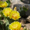 Yellow Prickly Pear Cactus Seeds – Nopal Opuntia Ficus-Indica Flower – photo 9