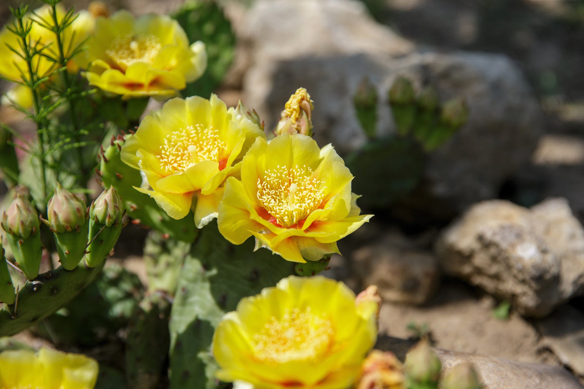 Yellow Prickly Pear Cactus Seeds – Nopal Opuntia Ficus-Indica Flower – photo 9