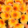 10 ORANGE BALL TREE / Golden Butterfly Bush Buddleja Globosa Shrub Flower Seeds