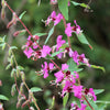 500 MIXED ELEGANT CLARKIA Mountain Garland Elegans Pink Purple Red Mix Flower Seeds