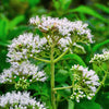 200 TALL WHITE BONESET (Thoroughwort) Eupatorium Perfoliatum Flower Seeds