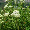 200 TALL WHITE BONESET (Thoroughwort) Eupatorium Perfoliatum Flower Seeds